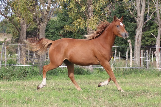 RO Lady Samantha
